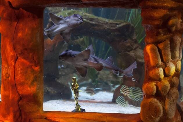 Port Jackson Stierkopfhai - Siegerehrung zu Deutschland sucht den Superfisch im SEA LIFE Berlin am 29.08.2016. Zehn Wochen lang hat das SEA LIFE Berlin die Besucher befragt, wer ihr Lieblingsbewohner des Aquariums ist. Deutschland sucht den Superfisch