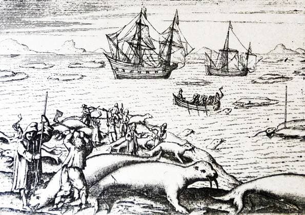 van barentz s voyages by Gerrit de veer 1598 the walrus hunt. Willem Barentsz (William Barents or Barentz) (c. 1550 – 20 June 1597) Dutch navigator, cartographer, and Arctic explorer. He went on three expeditions to the far north in search for a Northeast passage. During his third expedition, the crew was stranded on Nova Zembla for almost a year. Barentsz died on the return voyage in 1597. In the 19th century, the Barents Sea was named after him. WHA  !ACHTUNG AUFNAHMEDATUM GESCHÄTZT! Copyright: WHA UnitedArchivesWHA_036_0861
