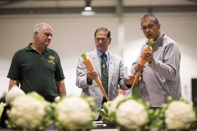 September 16, 2016 - Harrogate, Yorkshire, UK - Harrogate UK. Judging has begun this morning in the Giant vegetable competition that see s competitors from across the UK show their biggest Carrot s, Cucumbers, Cabbages, Onion s & Tomatoes competing for the title of heaviest & longest at the Harrogate Autumn Flower Show. Harrogate UK  - ZUMAl94_