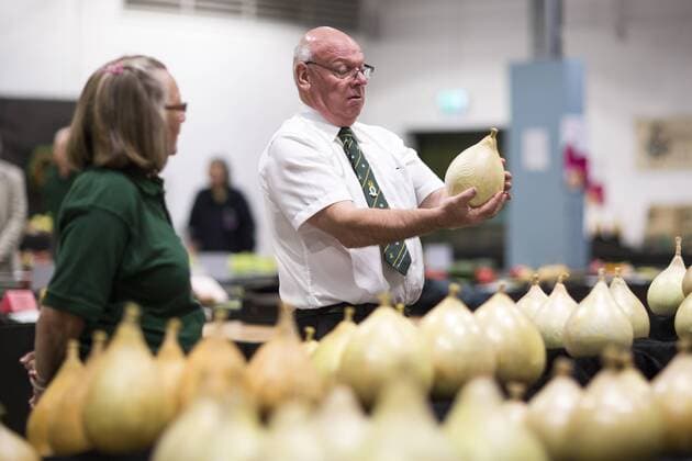 September 16, 2016 - Harrogate, Yorkshire, UK - Harrogate UK. Judging has begun this morning in the Giant vegetable competition that see s competitors from across the UK show their biggest Carrot s, Cucumbers, Cabbages, Onion s & Tomatoes competing for the title of heaviest & longest at the Harrogate Autumn Flower Show. Harrogate UK  - ZUMAl94_
