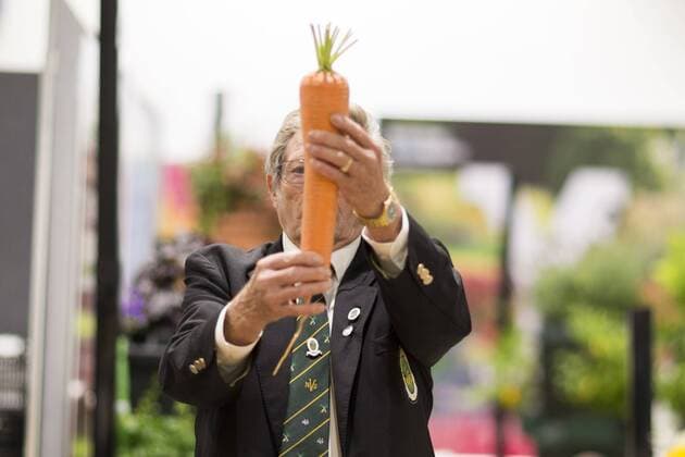 September 16, 2016 - Harrogate, Yorkshire, UK - Harrogate UK. Judging has begun this morning in the Giant vegetable competition that see s competitors from across the UK show their biggest Carrot s, Cucumbers, Cabbages, Onion s & Tomatoes competing for the title of heaviest & longest at the Harrogate Autumn Flower Show. Harrogate UK  - ZUMAl94_