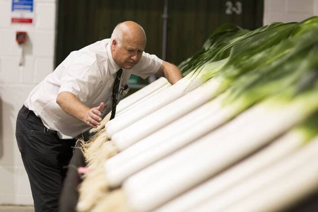 September 16, 2016 - Harrogate, Yorkshire, UK - Harrogate UK. Judging has begun this morning in the Giant vegetable competition that see s competitors from across the UK show their biggest Carrot s, Cucumbers, Cabbages, Onion s & Tomatoes competing for the title of heaviest & longest at the Harrogate Autumn Flower Show. Harrogate UK  - ZUMAl94_