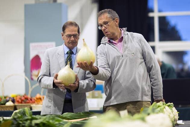 September 16, 2016 - Harrogate, Yorkshire, UK - Harrogate UK. Judging has begun this morning in the Giant vegetable competition that see s competitors from across the UK show their biggest Carrot s, Cucumbers, Cabbages, Onion s & Tomatoes competing for the title of heaviest & longest at the Harrogate Autumn Flower Show. Harrogate UK  - ZUMAl94_