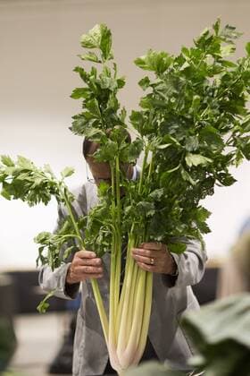 September 16, 2016 - Harrogate, Yorkshire, UK - Harrogate UK. Judging has begun this morning in the Giant vegetable competition that see s competitors from across the UK show their biggest Carrot s, Cucumbers, Cabbages, Onion s & Tomatoes competing for the title of heaviest & longest at the Harrogate Autumn Flower Show. Harrogate UK  - ZUMAl94_
