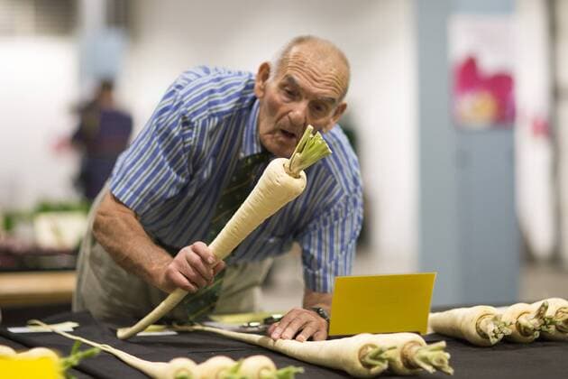 September 16, 2016 - Harrogate, Yorkshire, UK - Harrogate UK. Judging has begun this morning in the Giant vegetable competition that see s competitors from across the UK show their biggest Carrot s, Cucumbers, Cabbages, Onion s & Tomatoes competing for the title of heaviest & longest at the Harrogate Autumn Flower Show. Harrogate UK  - ZUMAl94_