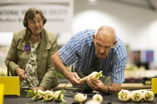 September 16, 2016 - Harrogate, Yorkshire, UK - Harrogate UK. Judging has begun this morning in the Giant vegetable competition that see s competitors from across the UK show their biggest Carrot s, Cucumbers, Cabbages, Onion s & Tomatoes competing for the title of heaviest & longest at the Harrogate Autumn Flower Show. Harrogate UK  - ZUMAl94_