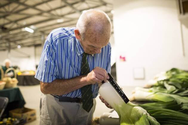 September 16, 2016 - Harrogate, Yorkshire, UK - Harrogate UK. Judging has begun this morning in the Giant vegetable competition that see s competitors from across the UK show their biggest Carrot s, Cucumbers, Cabbages, Onion s & Tomatoes competing for the title of heaviest & longest at the Harrogate Autumn Flower Show. Harrogate UK  - ZUMAl94_