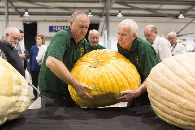 September 16, 2016 - Harrogate, Yorkshire, UK - Harrogate UK. Judging has begun this morning in the Giant vegetable competition that see s competitors from across the UK show their biggest Carrot s, Cucumbers, Cabbages, Onion s & Tomatoes competing for the title of heaviest & longest at the Harrogate Autumn Flower Show. Harrogate UK  - ZUMAl94_
