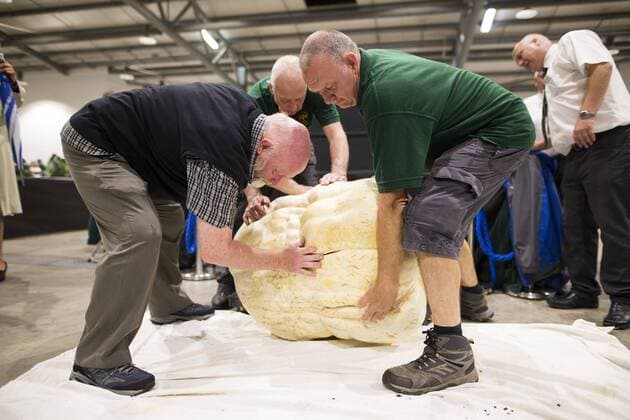 September 16, 2016 - Harrogate, Yorkshire, UK - Harrogate UK. Judging has begun this morning in the Giant vegetable competition that see s competitors from across the UK show their biggest Carrot s, Cucumbers, Cabbages, Onion s & Tomatoes competing for the title of heaviest & longest at the Harrogate Autumn Flower Show. Harrogate UK  - ZUMAl94_