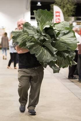 September 16, 2016 - Harrogate, Yorkshire, UK - Harrogate UK. Judging has begun this morning in the Giant vegetable competition that see s competitors from across the UK show their biggest Carrot s, Cucumbers, Cabbages, Onion s & Tomatoes competing for the title of heaviest & longest at the Harrogate Autumn Flower Show. Harrogate UK  - ZUMAl94_