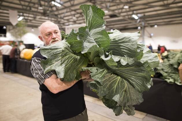 September 16, 2016 - Harrogate, Yorkshire, UK - Harrogate UK. Judging has begun this morning in the Giant vegetable competition that see s competitors from across the UK show their biggest Carrot s, Cucumbers, Cabbages, Onion s & Tomatoes competing for the title of heaviest & longest at the Harrogate Autumn Flower Show. Harrogate UK  - ZUMAl94_