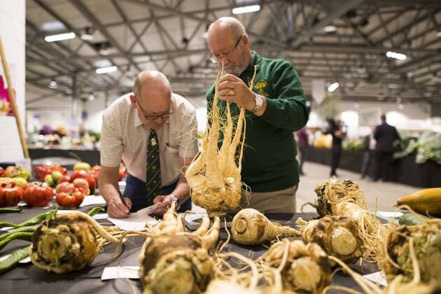 September 16, 2016 - Harrogate, Yorkshire, UK - Harrogate UK. Judging has begun this morning in the Giant vegetable competition that see s competitors from across the UK show their biggest Carrot s, Cucumbers, Cabbages, Onion s & Tomatoes competing for the title of heaviest & longest at the Harrogate Autumn Flower Show. Harrogate UK  - ZUMAl94_