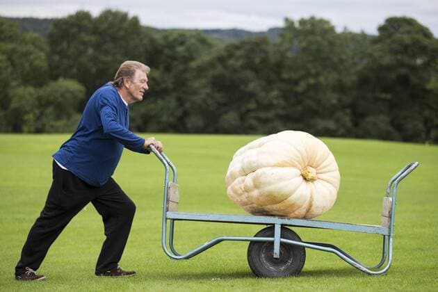 September 16, 2016 - Harrogate, Yorkshire, UK - Harrogate UK. Picture shows Brian Marshall & his prize winning Pumpkin that weighed 139.5 KG at the Giant vegetable competition in Harrogate. The competition see s competitors from across the UK show their biggest Carrot s, Cucumbers, Cabbages, Onion s & Tomatoes competing for the title of heaviest & longest at the Harrogate Autumn Flower Show. Harrogate UK  - ZUMAl94_