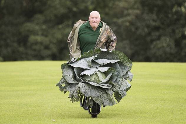 September 16, 2016 - Harrogate, Yorkshire, UK - Harrogate UK. Picture shows Paul Bastow & his prize winning cabbage that weighed 25.4 kg at the Giant vegetable competition in Harrogate. The competition see s competitors from across the UK show their biggest Carrot s, Cucumbers, Cabbages, Onion s & Tomatoes competing for the title of heaviest & longest at the Harrogate Autumn Flower Show. Harrogate UK  - ZUMAl94_
