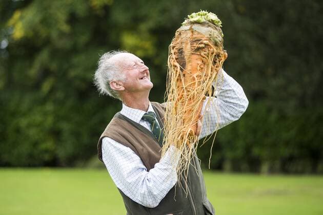 September 16, 2016 - Harrogate, Yorkshire, UK - Harrogate UK. Picture shows Peter Glazebrook & his prize winning carrot that weighed 7.9 kg at the Giant vegetable competition in Harrogate. The competition see s competitors from across the UK show their biggest Carrot s, Cucumbers, Cabbages, Onion s & Tomatoes competing for the title of heaviest & longest at the Harrogate Autumn Flower Show. Harrogate UK  - ZUMAl94_