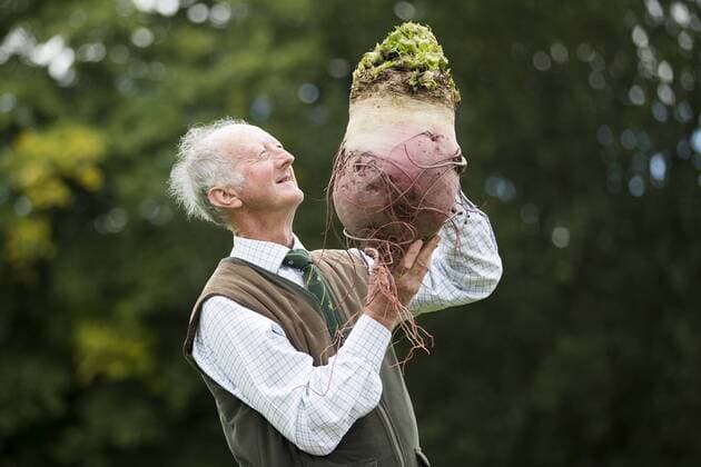 September 16, 2016 - Harrogate, Yorkshire, UK - Harrogate UK. Picture shows Peter Glazebrook & his prize winning beetroot that weighed 11.5 kg at the Giant vegetable competition in Harrogate. The competition see s competitors from across the UK show their biggest Carrot s, Cucumbers, Cabbages, Onion s & Tomatoes competing for the title of heaviest & longest at the Harrogate Autumn Flower Show. Harrogate UK  - ZUMAl94_