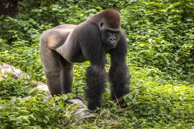 Westlicher Flachlandgorilla (Gorilla gorilla gorilla), Männchen, captive, in einem Gehege des Primate Sanctuary, Limbe, Region Süd-West, Kamerun, Afrika Copyright: imageBROKER/MatthiasxGraben ibldrn04396192.jpg