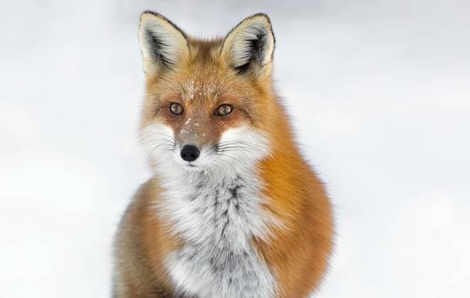  Rotfux (Vulpes vulpes), adult, Portrait im Schnee, Algonquin Provincial Park, Provinz Ontario Copyright: imageBROKER/AniaxTuzel iblatu04395609.jpg
