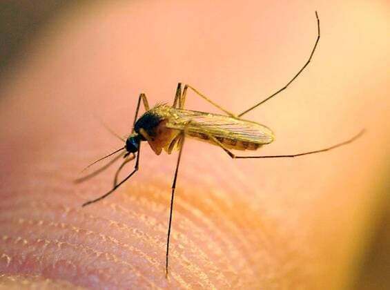 Researchers at UC Davis have found the chemical that people emit that attracts Culex mosquitoes, the kind that carry the West Nile Virus..Photo courtesy of Kathy Keatley Garvey, UC Davis Dept. of Entomology - ZUMAg63_