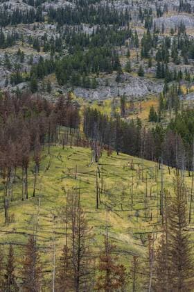  Waldbrandgebiet von 1993, Sawback Range, Bow Valley Parkway, kanadische Rocky Mountains, Banff Nationalpark, Alberta, Kanada, Nordamerika Copyright: imageBROKER/SonjaxJordan ibxjor04312856.jpg