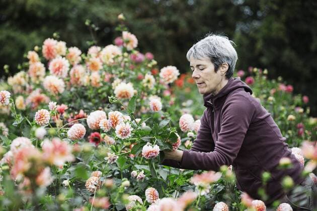 A woman picking flowers, peach coloured dahlias, in a flowering bed at an organic flower nursery. A woman picking flowers, peach coloured dahlias, in a flowering bed at an organic flower nursery.  22580