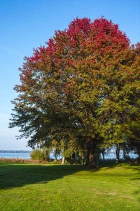 Rot-Eiche, Roteiche (Quercus rubra), Einzelbaum auf einer Wiese im Herbst, Deutschland, Niedersachsen northern red oak (Quercus rubra), single tree on a meadow in autumn, Germany, Lower Saxony BLWS437092 Copyright: xblickwinkel McPHOTO H.xKraussx