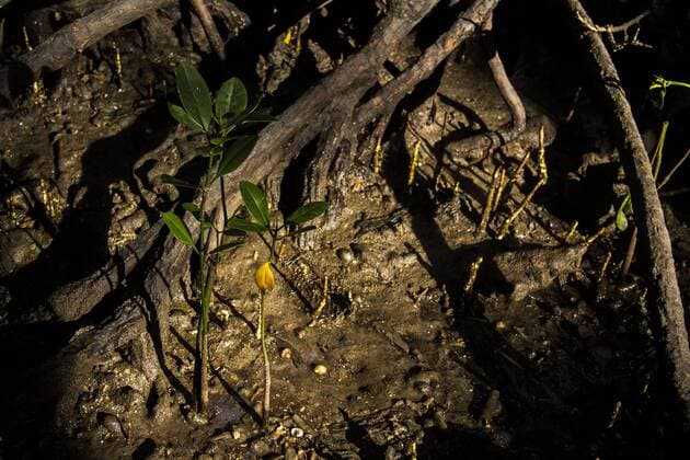 October 2, 2016 - Bali, Indonesia - A mangrove seedlings in the mangrove forest for the West Bali National Park, Bali, Indonesia on October 2, 2016. Utilization of mangrove forests for coastal areas in a country highly suggested to prevent Sea Water Intrusion, Erosion, Abrasion beach and a natural filter. good for a country that has vast territorial waters. Bali Indonesia  - ZUMAn230