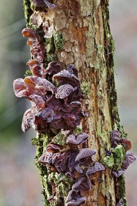 IMAGO Nature: Unsere Erde: Pflanzenwelt: Hässliche Pflanzen Judasohr, Judas-Ohr, Ohrlappenpilz, Ohrlappen-Pilz, Holunderschwamm, Holunder-Schwamm (Auricularia auricula-judae, Hirneola auricula-judae), auf Holunder, Pilz des Jahres 2017, Deutschland, Nordrhein-Westfalen Jelly ear (Auricularia auricula-judae, Hirneola auricula-judae), at an elderberry trunk, Germany, North Rhine-Westphalia BLWS386610 Copyright: xblickwinkel C.xStennerx