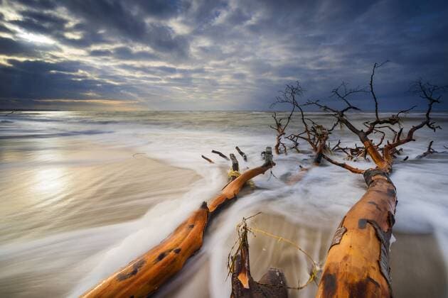 toter Baum am Ufer der Ostsee im Abendlicht, Deutschland, Mecklenburg-Vorpommern, Darss, Prerow dead tree at the coast of Baltic Sea in evening light, Germany, Mecklenburg-Western Pomerania, Darss, Prerow BLWS437584 Copyright: xblickwinkel F.xHerrmannx