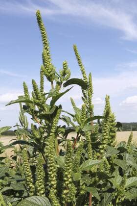 IMAGO Nature: Unsere Erde, Klimawandel, Ernährung, Pflanzen der Zukunft, Amaranth Amaranth  1065507885