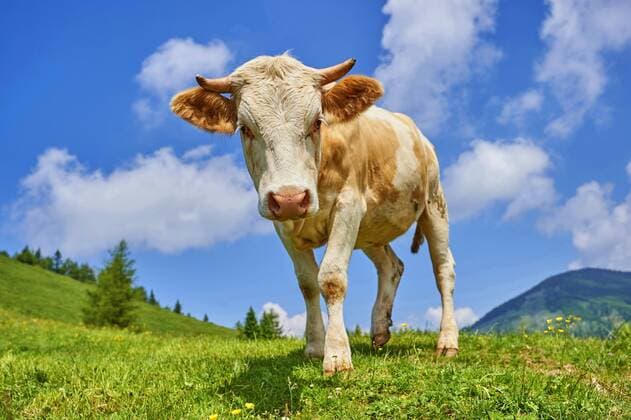 Hausrind (Bos primigenius f. taurus), junge Kuh auf der Weide schaut neugierig in die Kamera, Oesterreich domestic cattle (Bos primigenius f. taurus), courious cow on a pasture, Austria BLWS437926 Copyright: xblickwinkel D.xu.xM.xSheldonx