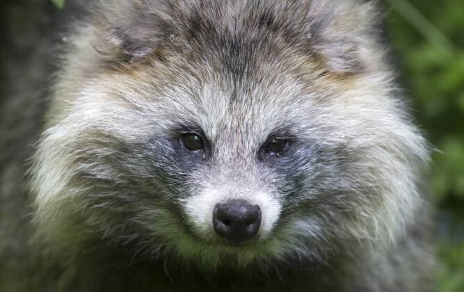  Marderhund (Nyctereutes procyonoides), Portrait, captive, Deutschland, Europa Copyright: imageBROKER/RonaldxWittek iblron04372451.jpg