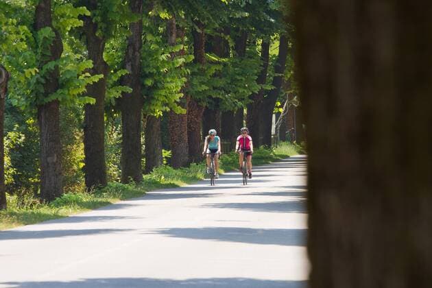 Rennradfahrer auf einer Alleestrasse auf dem Alpe Adria-Weg Grado Nord-Italien Italien Alpe-Adria-Weg