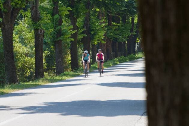 Rennradfahrer auf einer Alleestrasse auf dem Alpe Adria-Weg Grado Nord-Italien Italien Alpe-Adria-Weg