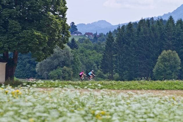 Rennradfahrer vor einer Blumenwiese zwischen Villach und Venzone Villach Kärnten Österreich Alpe-Adria-Weg