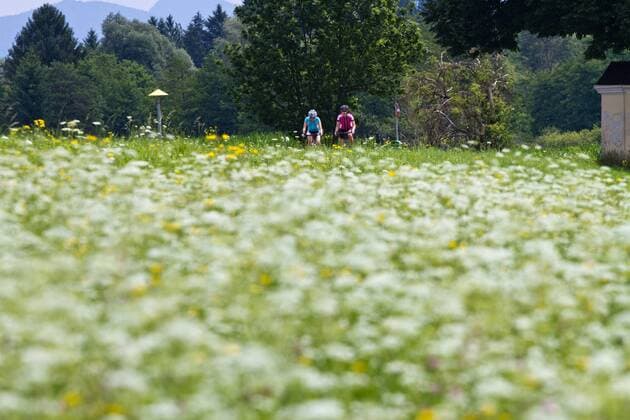 Rennradfahrer vor einer Blumenwiese zwischen Villach und Venzone Kärnten Österreich Alpe-Adria-Weg