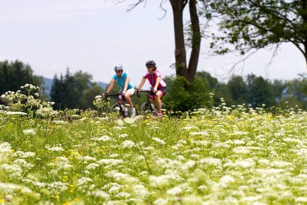 Rennradfahrer vor einer Blumenwiese zwischen Villach und Venzone Kärnten Österreich Alpe-Adria-Weg