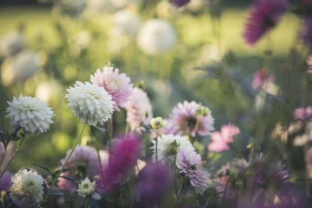 Dahlias at late summer  ASCF00644