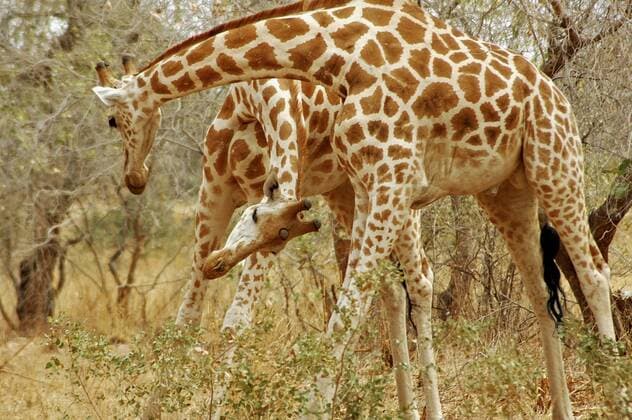Niger, Koure, Giraffes fighting in the bushes in the west african savanna  Copyright: xStephaniexRabemiafarax xDanitaxDelimont AF32 SRA0007