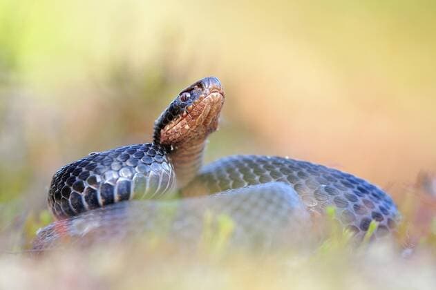 Kreuzotter, Kreuz-Otter (Vipera berus), melanistisches Exemplar, Deutschland Adder, common viper, common European viper, common viper (Vipera berus), melanistic individual, Germany BLWS438901 Copyright: xblickwinkel McPHOTO P.xHofmannx