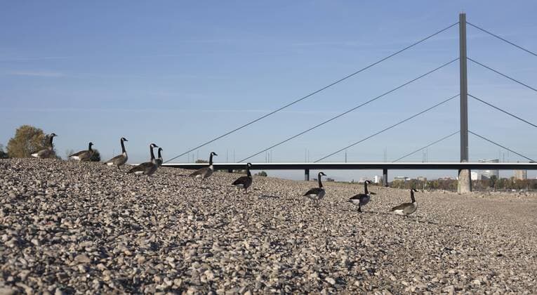 Kanadagänse am Rhein Kanadagänse in Düsseldorf am Rhein, 31.10.2016 Gänsemarsch vor der Oberkasseler Brücke