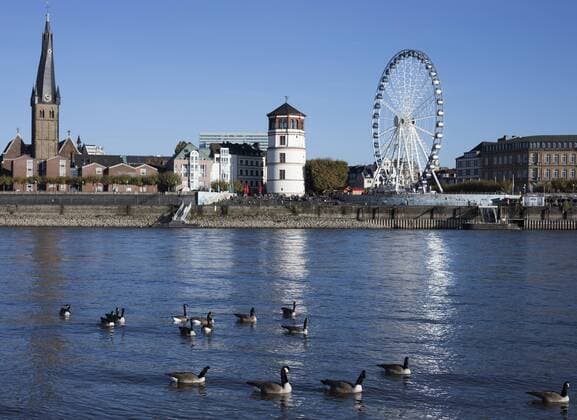 Kanadagänse am Rhein Kanadagänse in Düsseldorf im Rhein, 31.10.2016 im Hintergrund: Lambertuskirche; Schlossturm und das Riesenrad