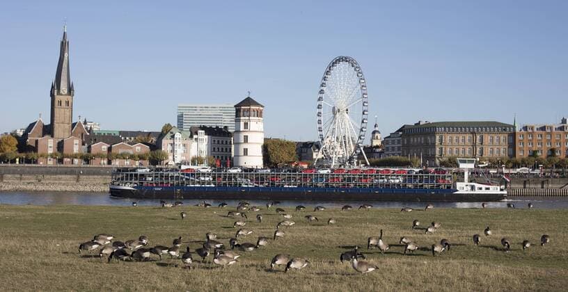 Kanadagänse am Rhein Kanadagänse in Düsseldorf am Rhein, 31.10.2016 im Hintergrund: Lambertuskirche; Schlossturm und das Riesenrad