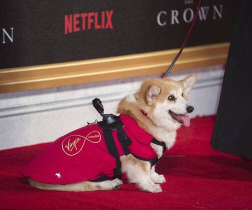 The Crown World Premiere London, UK. Corgi Dog at the World Premiere of new Netflix Original series The Crown at Odeon Leicester Square on November 1, 2016 in London, England. LMK386 -61210-021116 