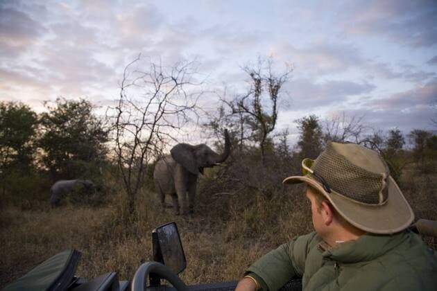 Ranger guide driver viewing African Elephants (Loxodonta africana), Arathusa Safari Lodge, Sabi Sand Reserve, Mpumalanga, South Africa (MR)  Copyright: xRobinxWestmorlandx(SWS)x xDanitaxDelimont AF42 SWS0019