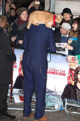 British author James Bowen and his cat, Bob attending the premiere of A Street Cat Named Bob, in London. NOVEMBER 3rd 2016  MISx163440