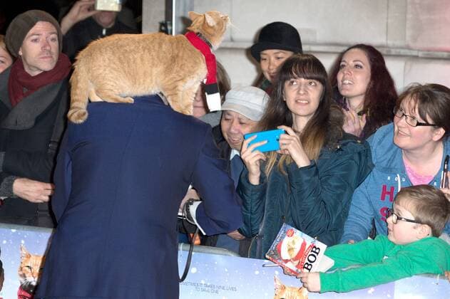 British author James Bowen and his cat, Bob attending the premiere of A Street Cat Named Bob, in London. NOVEMBER 3rd 2016  MISx163440
