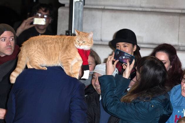 British author James Bowen and his cat, Bob attending the premiere of A Street Cat Named Bob, in London. NOVEMBER 3rd 2016  MISx163440