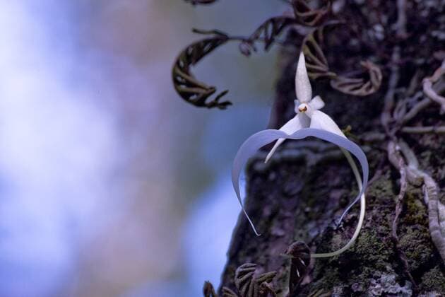 IMAGO Nature: Unsere Erde, Pflanzen, Seltene Pflanzen The Ghost Orchid, Dendrophylax lindenii, was made famous by Susan Orleans in her book The Orchid Thief. Rare and endangered, the ghost orchid is one of three leafless orchids in the U. S.  Copyright: xLarryxRichardsonx xDanitaxDelimont NA01 LRI0037