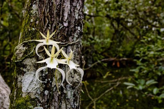 IMAGO Nature: Unsere Erde, Pflanzen, Seltene Pflanzen The Ghost Orchid, Dendrophylax lindenii, was made famous by Susan Orleans in her book The Orchid Thief. Rare and endangered, the ghost orchid is one of three leafless orchids in the U. S.  Copyright: xLarryxRichardsonx xDanitaxDelimont NA01 LRI0042